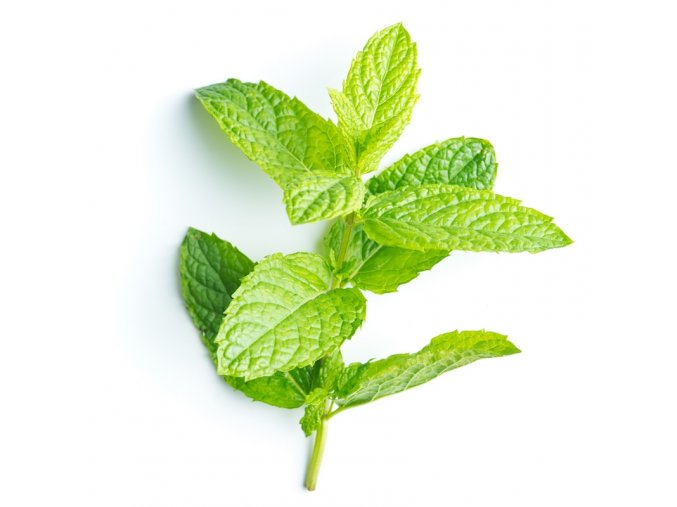 Peppermint Hydrosol Mentha piperita Hydrolat ProductPic