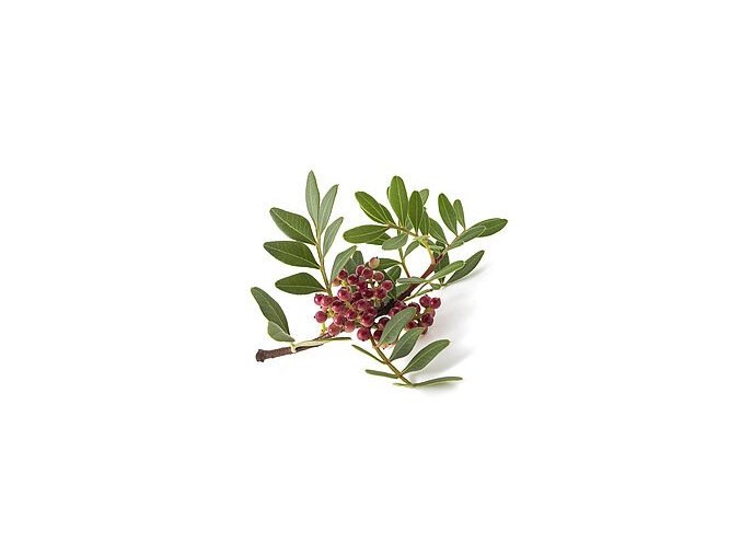 Pistacia Lentiscus