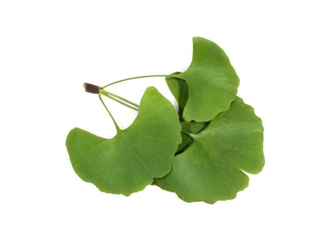 maidenhair tree ginkgo biloba 500x500