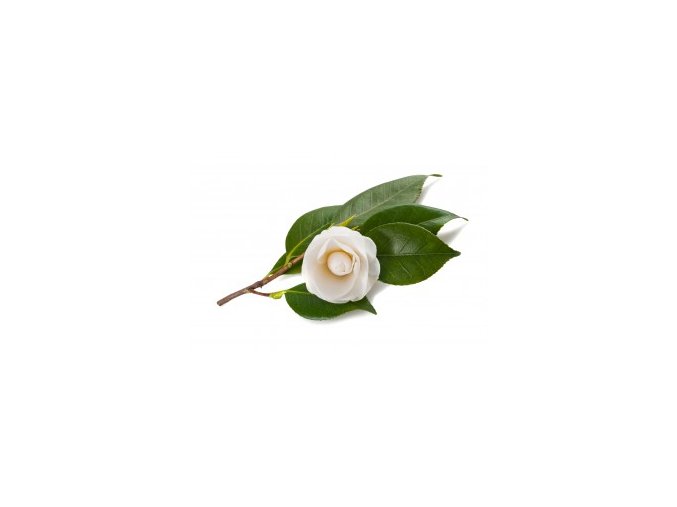 camellia sinensis leaf extract 1