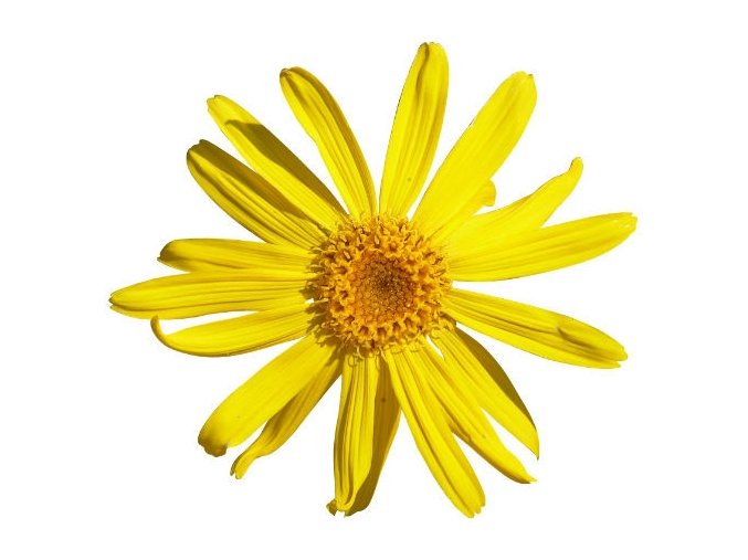 Arnika