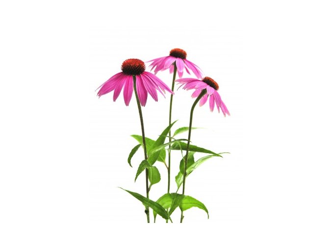 Echinacea