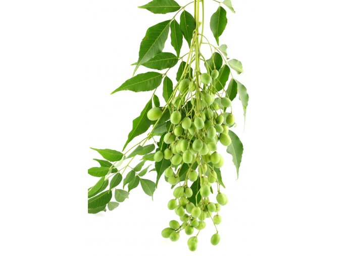 Neem leaves fruit