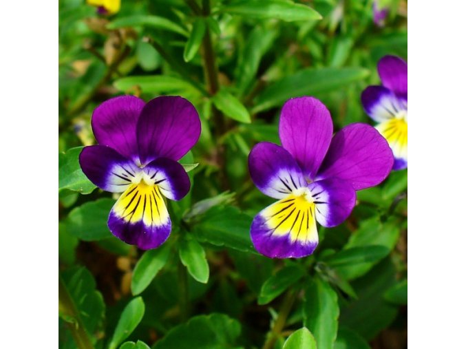 184 20 Viola tricolor 002