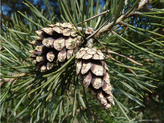 41669 pinus sylvestris 210303 114112