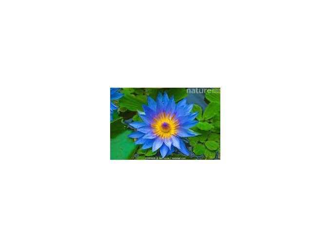 lotus