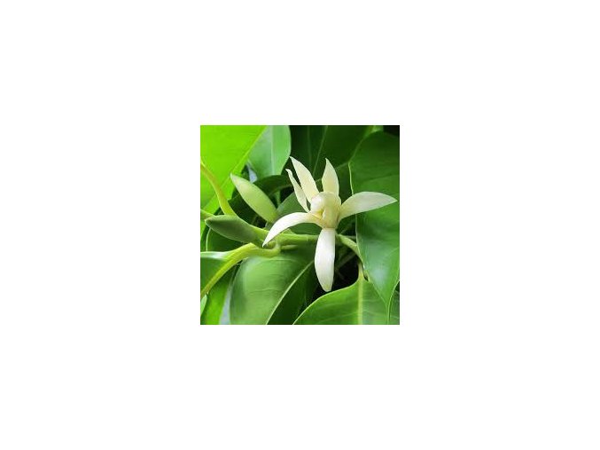 magnolie