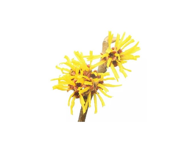 Hamamelis