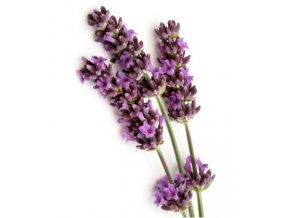 Lavandula angustifolia 2