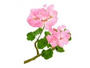 andio geranium illoolaj 300 300