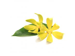 ylang ylang