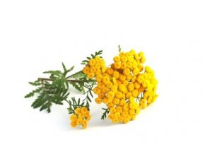 tansy tanacetum vulgare main value 260nw 706900231