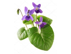depositphotos 63480297 stock photo sweet violet viola odorata