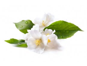 depositphotos 10709130 stock photo jasmine white flower isolated on