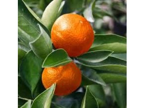 EO Mandarinka červená Bio 5 ml
