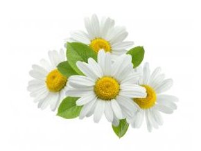 chamomile