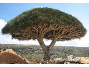 Socotra dragon tree
