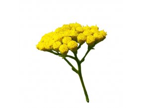 tanacetum