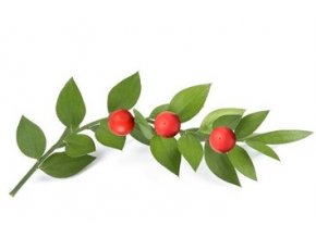 butchersbroom berries isolated on white 260nw 1175978872