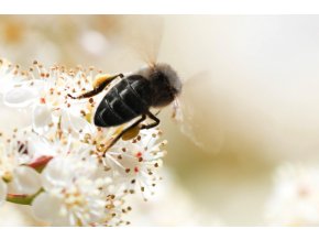 black beeome source