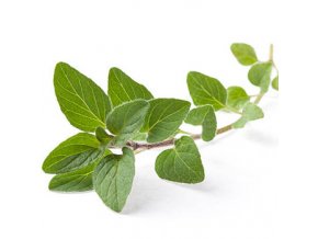 OREGANO ESSENTIAL OIL INDIAN ORIGIN.jpg 350x350