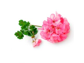Ingredients GeraniumOil