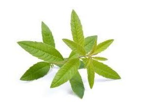 Lemon Verbena 96123.1454415032.1280.1280
