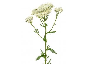 nalepky achillea millefolium kvet.jpg