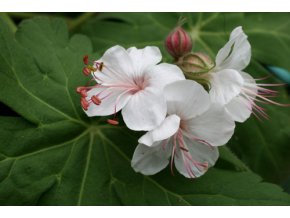 geranium macrorrhizum album ras 01 gpp