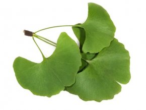 maidenhair tree ginkgo biloba 500x500