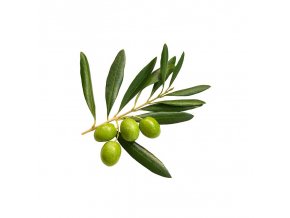 Olivový list pudr 100 g