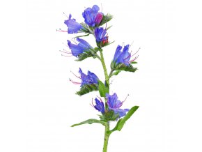 Echium l 72 WEB