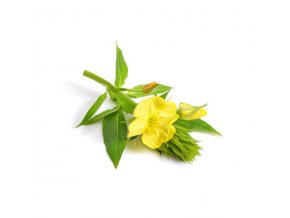 Evening Primrose f776a506 f7e0 4b23 a4e6 13c8120e1949 600x