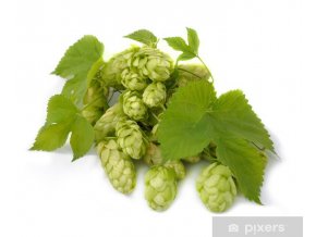 Humulus