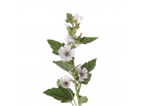 althaea marshmallow herb image