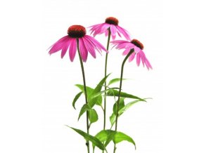 Echinacea