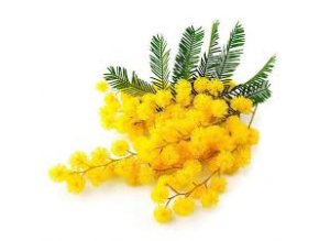 Mimosa