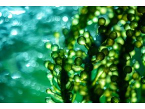 algae extract Cylindrotheca fusiformis firming DALU natural skincare 1024x684