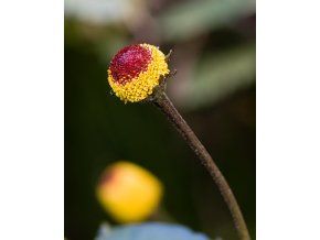 960px Acmella oleracea Grugapark
