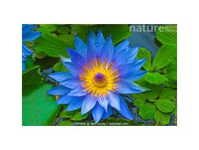 lotus