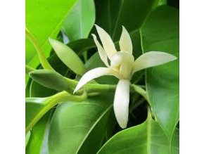 magnolie