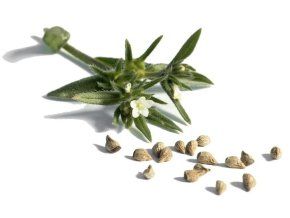 Ahiflower® olej 50ml