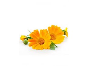 calendula