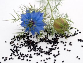 Schwarzkümmel samen © M Schuppich Fotolia com34502666 XS