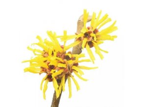 Hamamelis