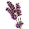 Lavandula angustifolia 2