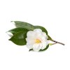 camellia 35347927 s