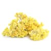 helichrysum