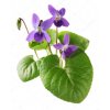 depositphotos 63480297 stock photo sweet violet viola odorata