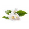 depositphotos 10709130 stock photo jasmine white flower isolated on